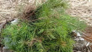 Во Владимирской области высадили около 20 тысяч сеянцев сосны