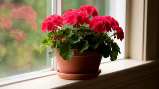 Для пышного цветения герани — обязательно: 1 щепотка в воду — и бутоны лезут как угорелые