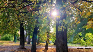 Наслаждаемся теплыми деньками: какая погода ждет рязанцев на этой неделе