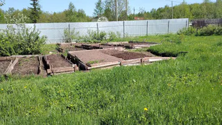 Растение-агрессор: эти деревья умерщвляют почву на дачном участке — настоящие паразиты для огорода