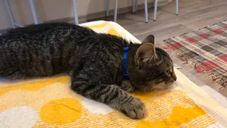 На улице Затинной мужчина выкинул котенка из окна