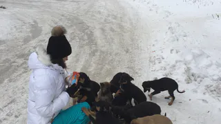 В приютах нет мест - пятнадцать щенков замерзают на улице