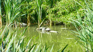 В рязанском пруду завелись черепахи