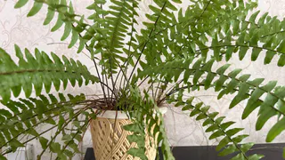 Всего 3 капли на раствор: фикус станет зеленее некуда и даст новые «стрелы» - поливаем так в марте