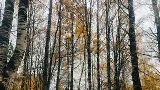 От заморозков до дождей с мокрым снегом: Коми готовится к "разношерстной" погоде 4 октября