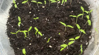 Поднимаю рассаду с нуля с закрытыми глазами: 3 важных правила для толстых и коренастых стеблей