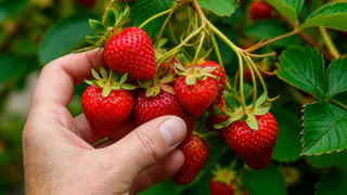 Куст ломится от ягод, а я даже удобрения не покупаю: один дедовский трюк — и клубника прёт как танк   