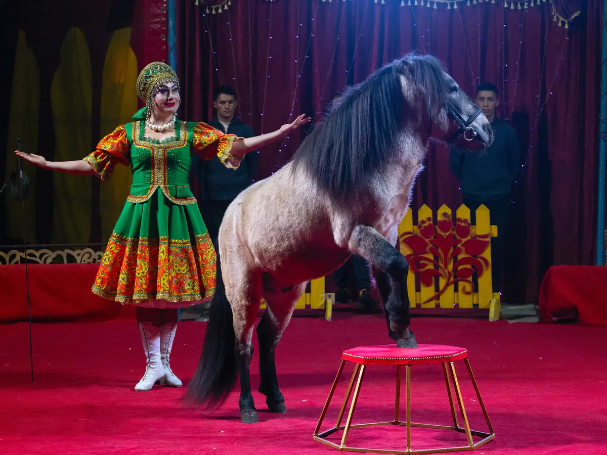 Мэр Нижнекамска против цирка с животными: как власть и горожане вместе защищают зверей