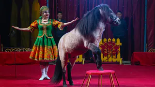 Мэр Нижнекамска против цирка с животными: как власть и горожане вместе защищают зверей