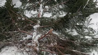 В Коврове возбудили уголовное дело о незаконной вырубке хвойных деревьев