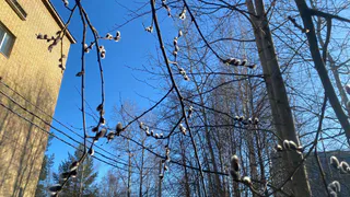 По прогнозу погоды Коми 10 апреля ждёт потепление