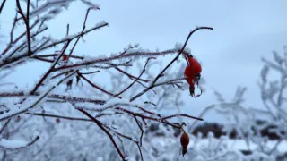 «7 января начнется то, чего не было с 1829 года»: Вильфанд поделился пугающим прогнозом