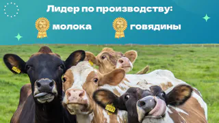 В 2023-м Татарстан вошел в топ-5 регионов России по объему производства сельхозпродукции