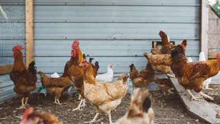 Даже куры-старушки будут нестись как из пулемёта: Просто угостите их этим в мае — всего 10 г, и корзины полны яиц 