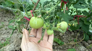 Кладем по 1 ложке в лунку — и томаты прут без остановки: собираем по 20 кг с куста 