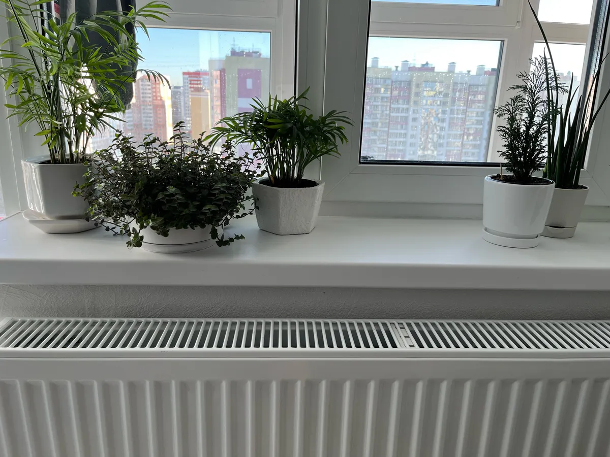 "Цветы расти не будут": 5 условий, без которых на подоконниках стоят лишь сухие палки - запомните раз и навсегда