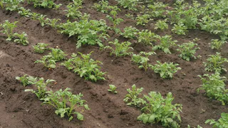 Колорадский жук избегает этого всеми силами: всего щепотка этого средства на ведро творит чудеса – забудете о вредителе навсегда