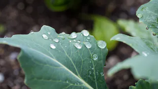 Перекапывать сидераты или оставить под зиму: эксперт дал исчерпывающий ответ – ошибку допускает 99% дачников