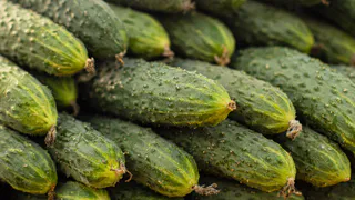 Огурцы, которые растут вечно: огромное количество рассады от одного семечка — нужно просто срезать черенок