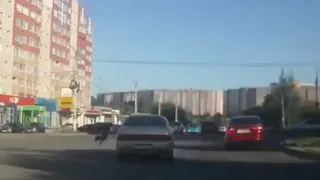 В Рязани из ехавшей на полном ходу машины выкинули таксу