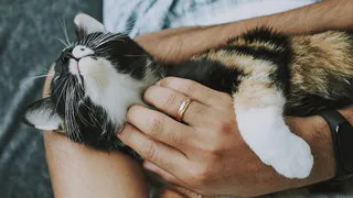 Специалисты рассказали, как облегчить жизнь «мартовским» котам