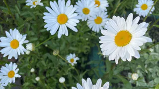 Посадила вдоль забора волшебный многолетник − клещи боятся подходить: «щит» от кровососов на страже огорода