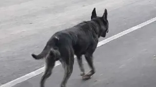 Мэрия, помогите: Нижнекамск атакуют бездомные собаки