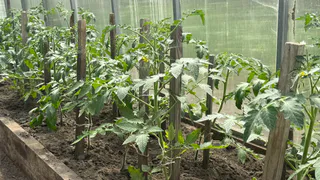 Как помочь помидорам справиться с фитофторой: попробуйте простые методы, которые точно работают