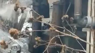 Концлагерь для собак: после проверки зоозащитников приют в Сасове приостановил работу