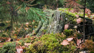 22 сентября принесет в Коми атмосферные контрасты: и осенние туманы, и летние грозы