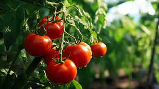 Фитофтора атакует: как спасти урожай томатов в августе