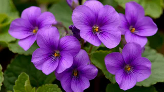 Всегда лью в горшок в июле — и фиалка становится неотразимой: цветёт так, словно на выставку готовится — бутонизация будет эталонной