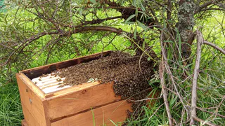Пчеловоды Коми увеличили производство меда в четыре раза