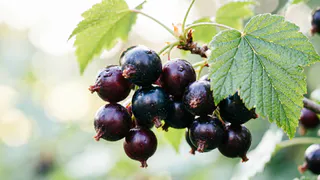 7 г на 10 литров воды смородине - важно в июне: Мой "ленивый" метод. 3 дела и ягода с вишню, сладкая как зефир