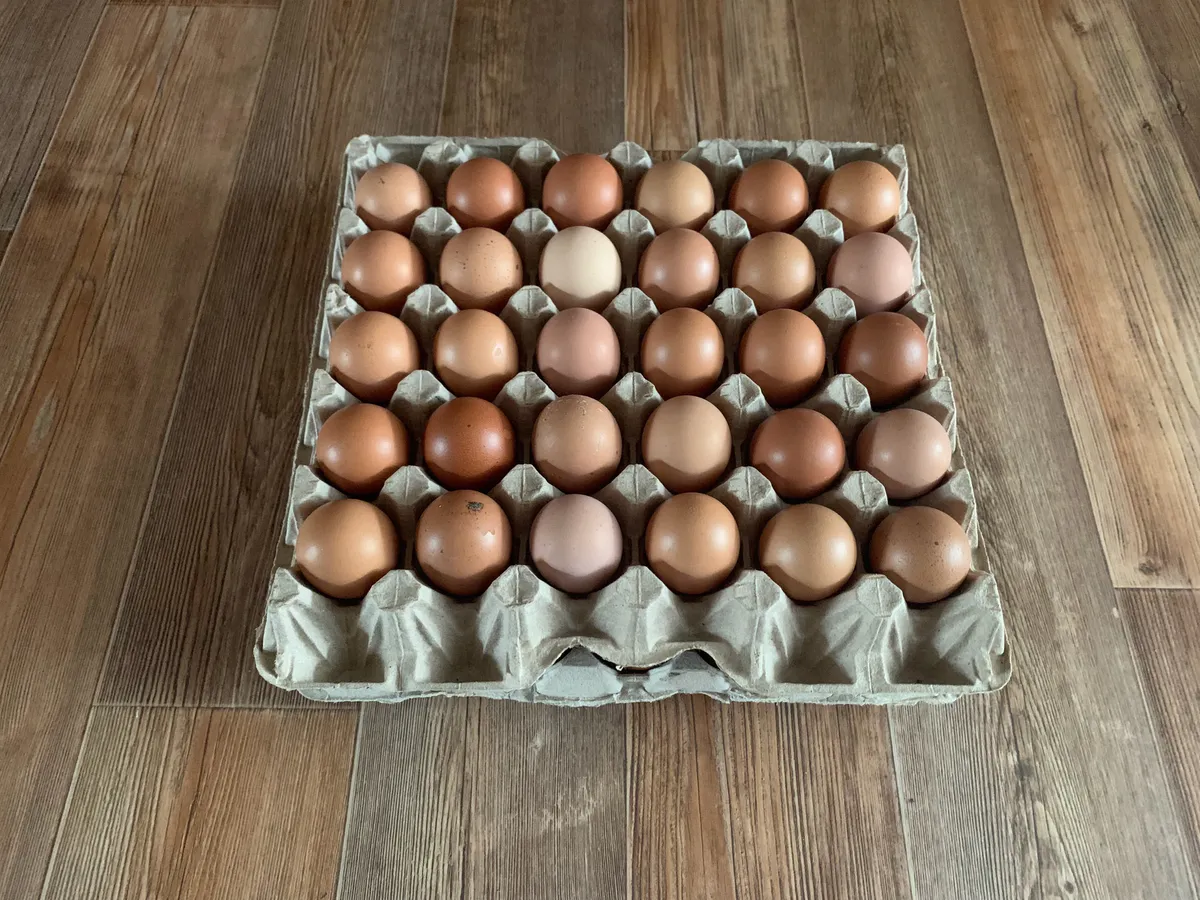 Обходят за километр: почему работники магазинов и птицефабрик не покупают яйца категории С0 - даже по скидке