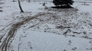 Подготовка к праздникам вышла на новый уровень: в рязанском парке спилили живую елку, которую специально посадили местные жители