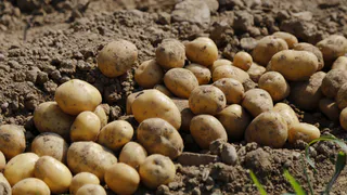 Российских дачников, которые еще не выкопали картошку, просят срочно это сделать: потом будет слишком поздно