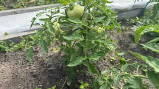 В июле использовал 3 таблетки для томатов — кусты плодоносят как бешеные до самых морозов: состав супер-подкормки