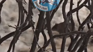 В Рязани на площади Ленина в сугробах заметили крыс