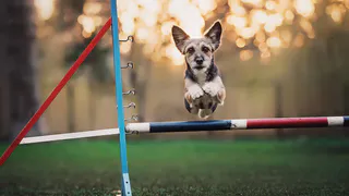 Горка, тоннель, барьеры и змейка: в Нижнекамске откроется полигон для дрессировки собак