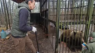 Пойманного в александровском СНТ медведя отправили в Волгоград