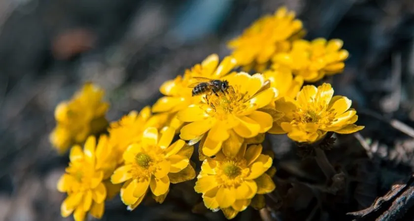 Штраф или тюрьма грозит за сорванный подснежник: удастся ли избежать наказание