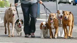 В Коми были внесены дополнительные требования к содержанию и выгулу собак