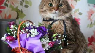 Двадцать зверей: подборка пушистых участников конкурса "Мартовский кот"