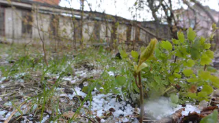 Магнитная буря в ноябре 2024 года: Землю накроет очередной геошторм в 4 балла