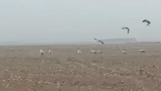 В Меленковском районе засняли «отдыхающую» стаю серых журавлей