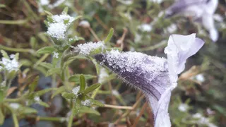 Мороз и солнце: какая погода ждет рязанцев на этой неделе