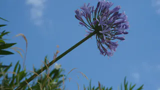 Не соцветия, а пушистые облака — этот многолетник будет цвести до конца лета: ажурные листья и аромат на 2 километра от куста