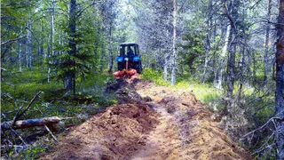 Площадь лесов во Владимирской области достигла 1,55 миллиона гектаров