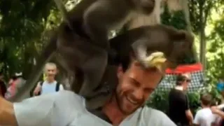 Обезьяны занялись сексом на плече туриста (видео)